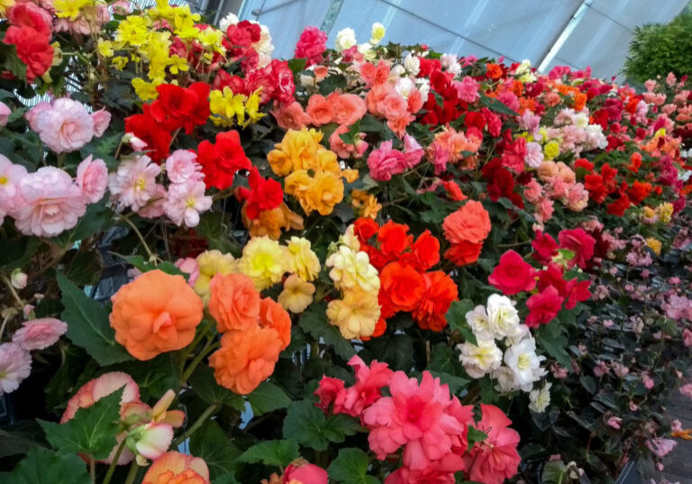 Begonias