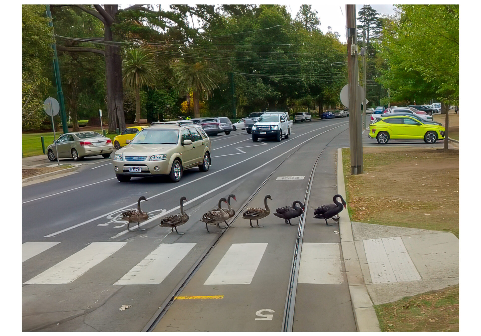 A family of black swans crosses Wendouree Parade using the pedestrian crossing