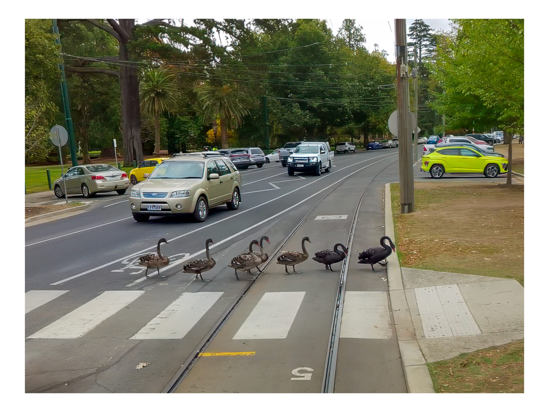 A family of black swans crosses Wendouree Parade using the pedestrian crossing